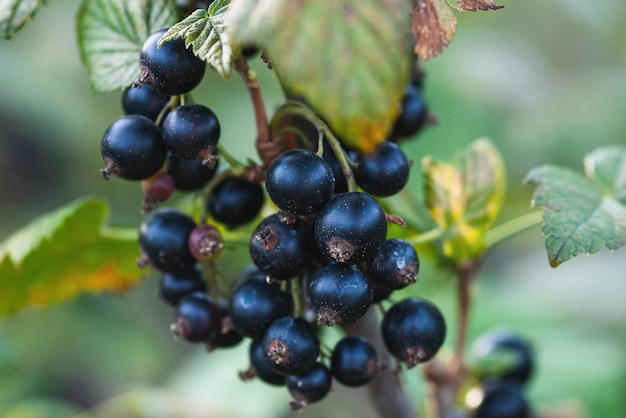 Photo black currant berries on the bush closeup