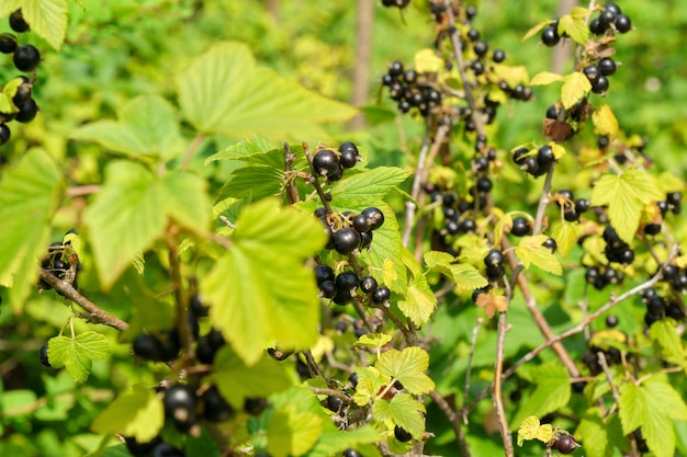 Black currant berries in the garden on the bush Currant harvest Selective focus