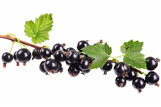 Black currant branch fresh isolated on white background