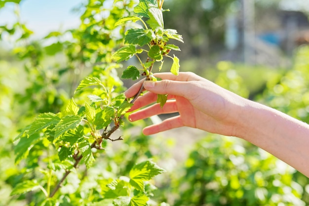 Black currant bush branch in hand, green unripe berries on the bush, spring summer season