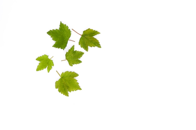 Black currant fresh green leaves set on white background