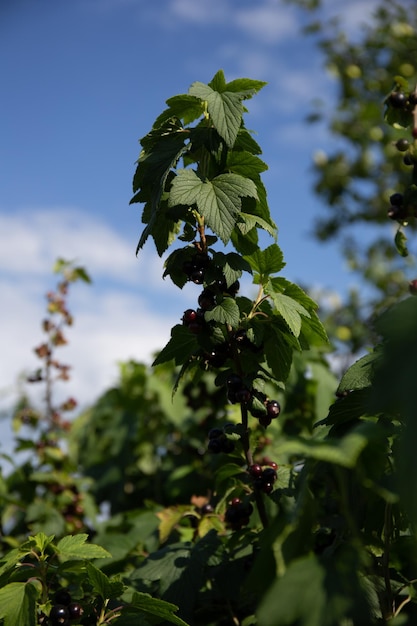 The black currant is ripe Clusters of currants on a branch in the sunlight against a blue sky