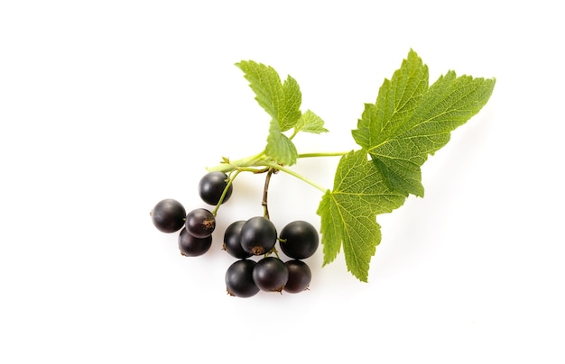 Black currant with leaf isolated on white background Top view Flat lay