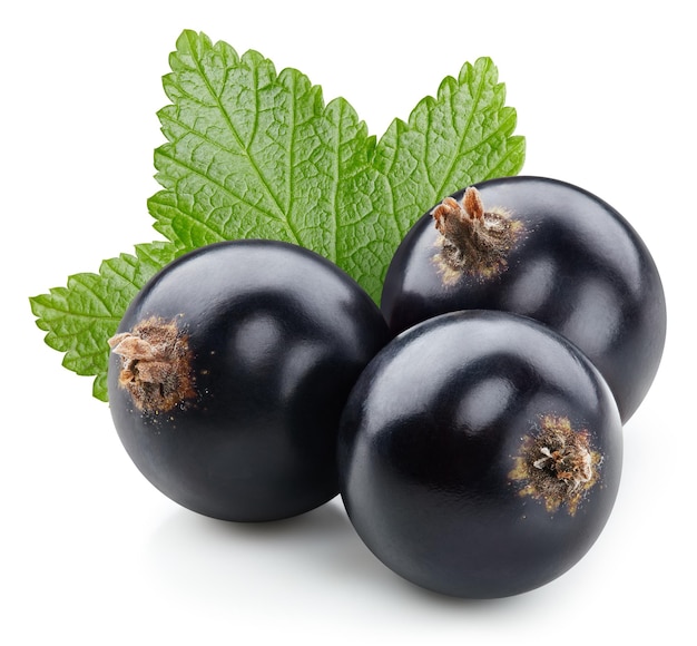 Black currant with leaves isolated on white background. Isolated berries clipping path.