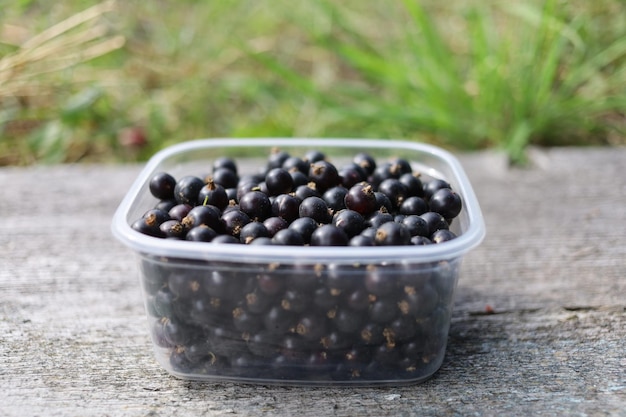 Black currants in a plastic basket