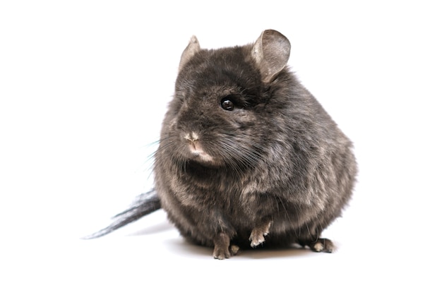 Black cute chinchilla on a white background furry pet