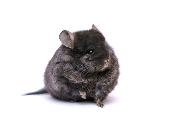 Black cute chinchilla on a white background furry pet