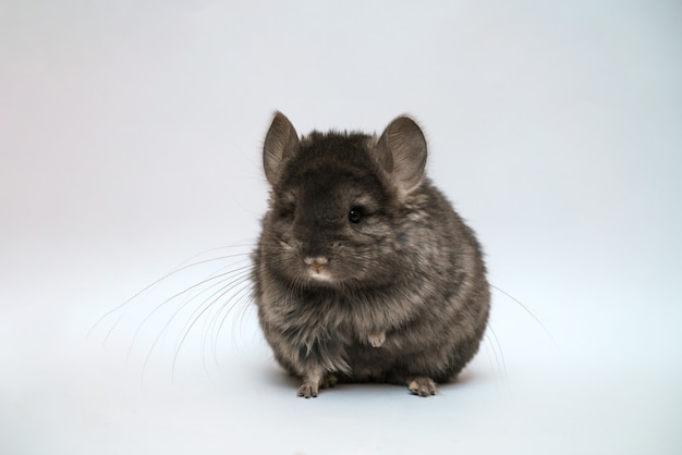 Black cute chinchilla on white