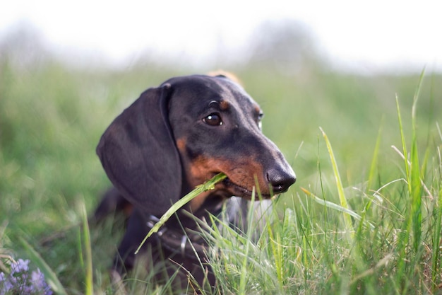 black dachshund dog portrait on green nature background