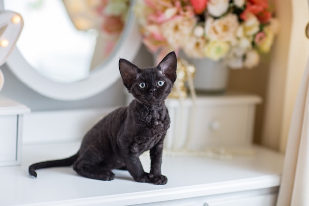 black devonrex kitten sitting on a chest of drawers