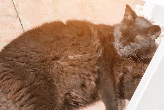 Black dirty homeless cat sleeping on the pavement