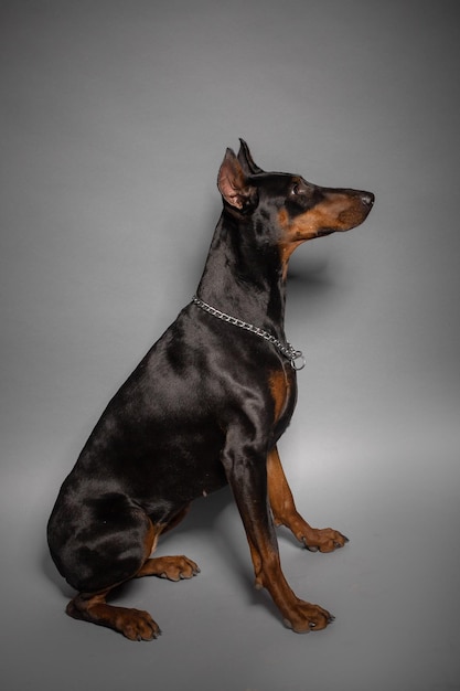 Black doberman dog portrait studio black background