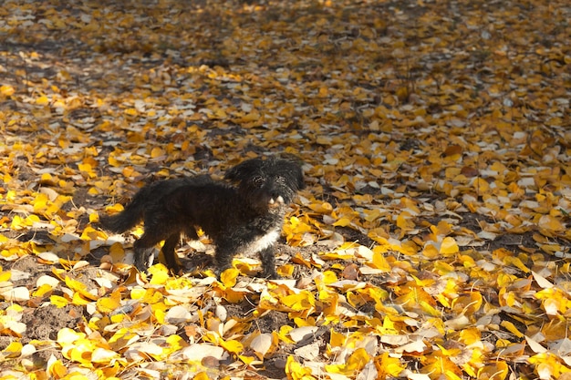 Black dog in autumn forest Happy adult black mixed breed lapdog standing on yellow leaves