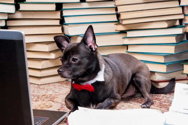 Black dog chihuahua with bow tie looking at a laptop in library The concept of education and pets