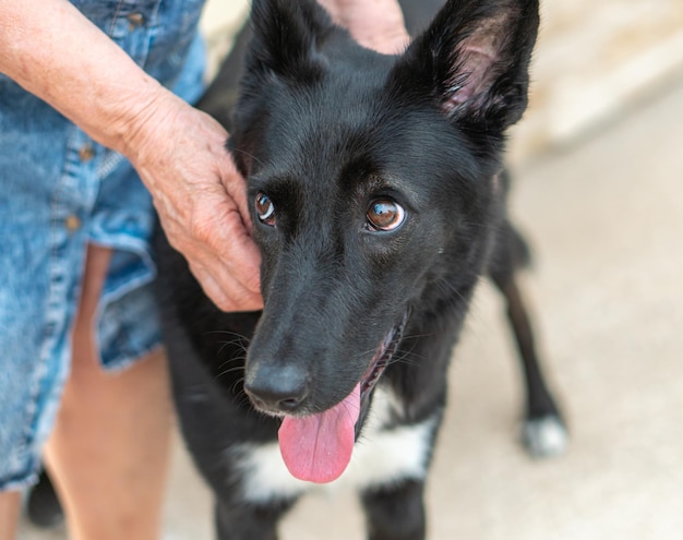 black dog close-up next to a man