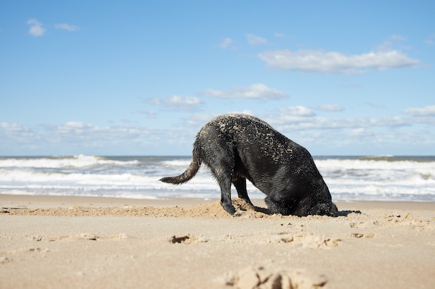 Black dog digging hole in the sand on the beach. With head inside hole. In front of the sea under cloudy sky.