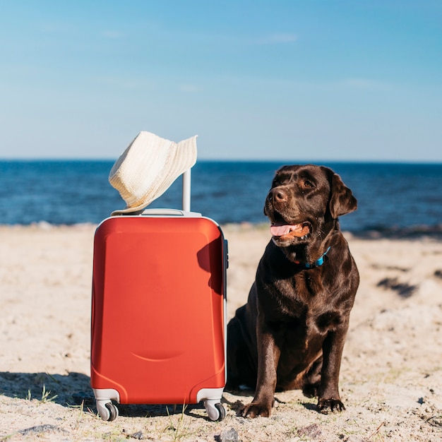 Black dog having fun at the beach