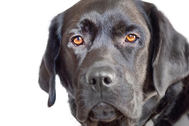 Black dog isolate on white Labrador retriever with brown eyes portrait A pet an animal