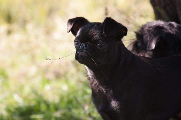 A black dog of the Piti Brabancon breed holds a blade of grass in his mouth