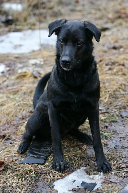 black dog running and playing with a stick