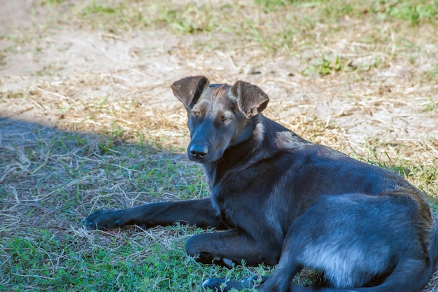 A black dog setting on road indian street dog