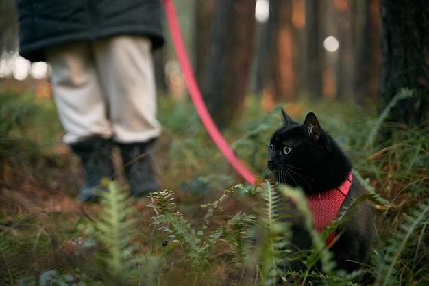 Black domestic cat during the walk Pet walking in the forest