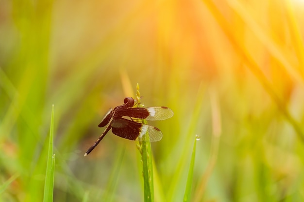 Black dragonfly in the green grass and sun light.