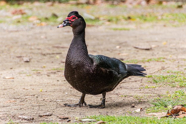 Black duck outdoors in a square in Rio de Janeiro