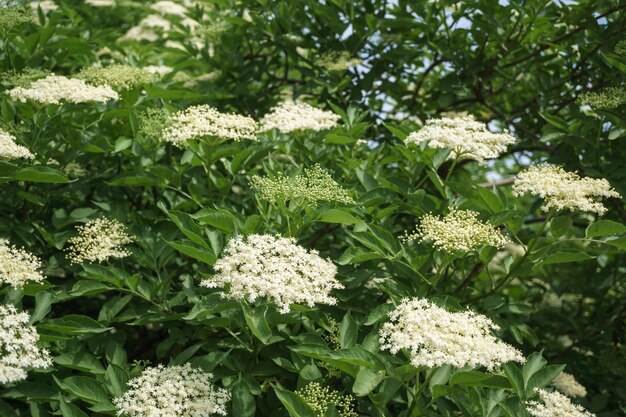 black elder blooms in the fresh air