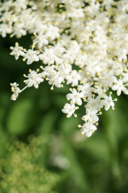 Black Elderberries flowers close