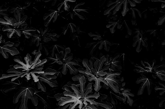 Black Elegant background of leaves