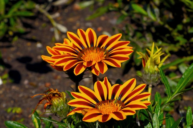 Black eyed Susan flower resembling a sunflower