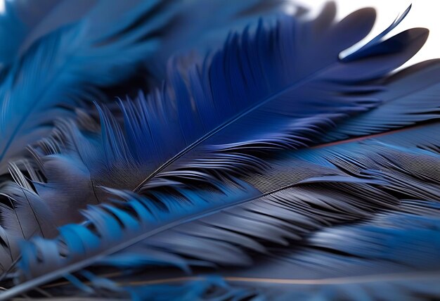 Black Feather CloseUp