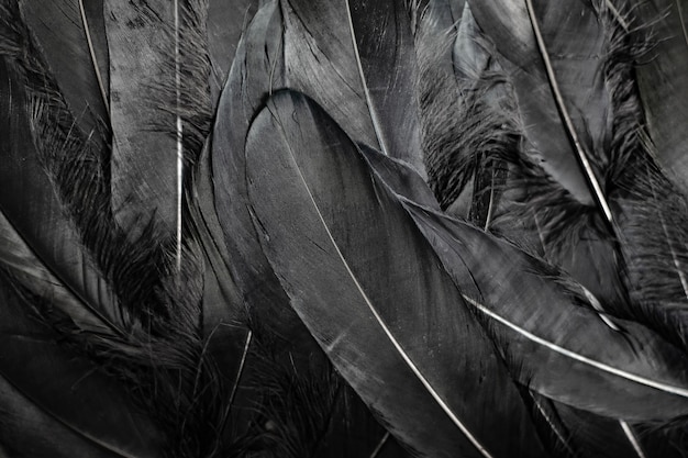 black feathers background