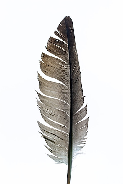 black feathers on a white backgroundBeautiful feather isolated on white background