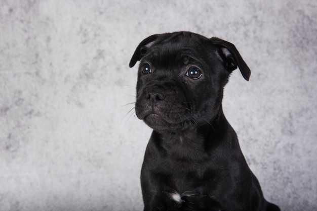 Black female american staffordshire bull terrier dog puppy on gray background