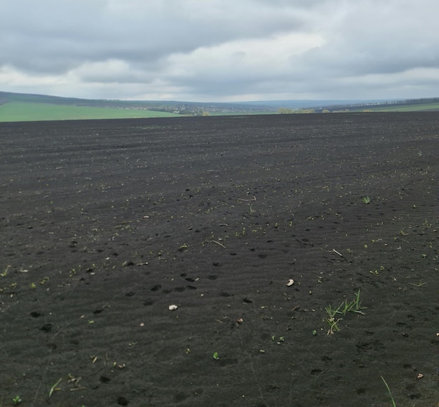 A black field with a few plants in it