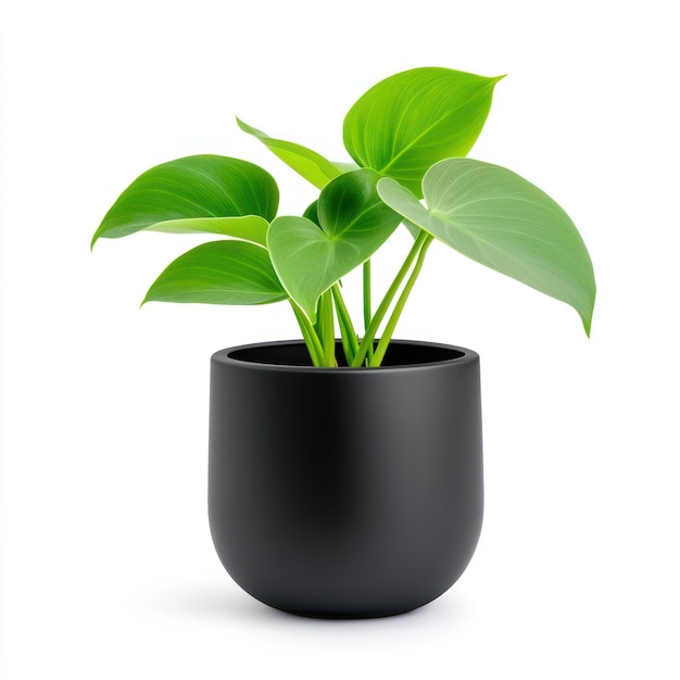 Photo a black flower pot with a plant in it that is on a white background