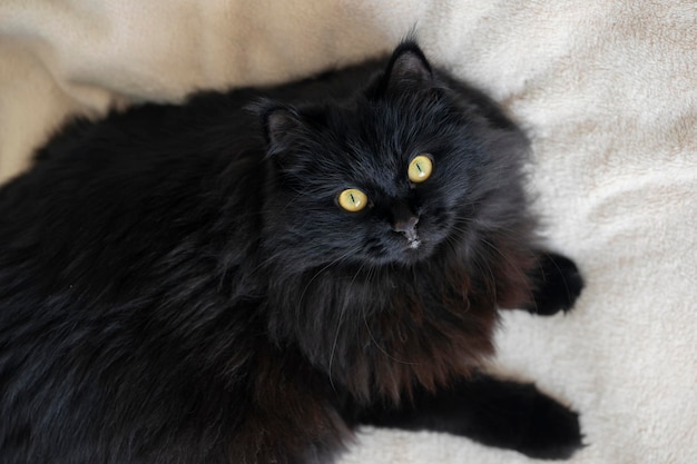 A black fluffy cat with yellow eyes lies and rests  at home. View from above