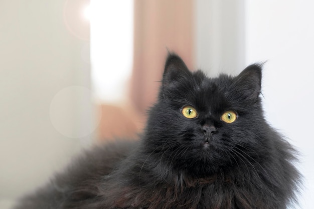 A black fluffy cat with yellow eyes lies and rests at home.