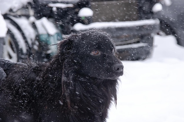 Black fluffy dog in the snow closeup