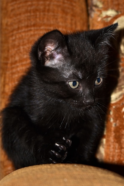 Black fluffy kitten at home