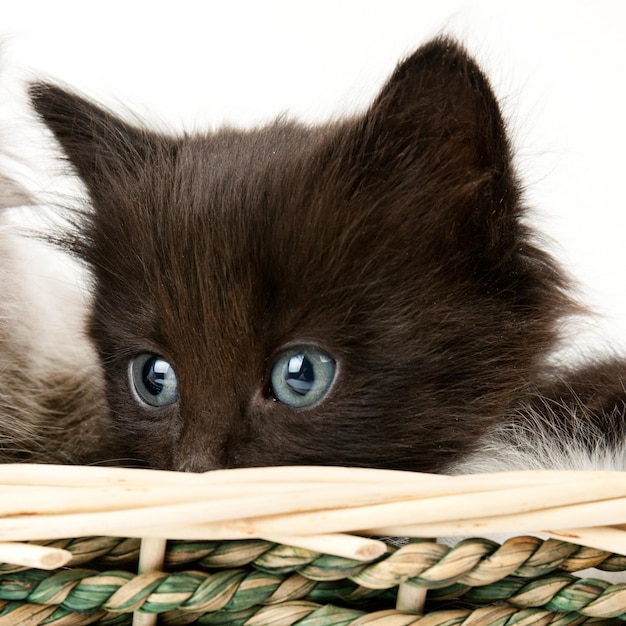 Black fluffy kitten portrait in the basket