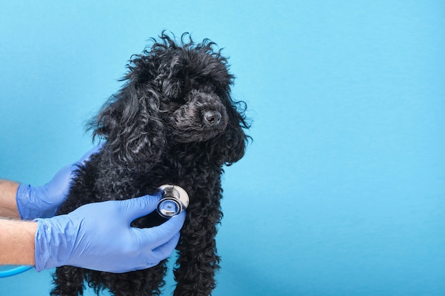 Black fluffy toy poodle at the veterinarian's appointment, blue wall copy space, doctor's hand with a stethoscope testing the dog