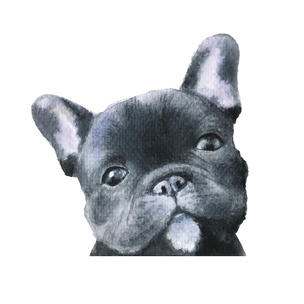 Black french bulldog dog watercolor illustration