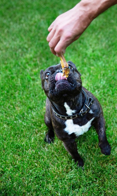 Black French bulldog on the grass is eating dried chicken leg from man's hand. Dog's sweets. Chewing treats for domestic dogs. 