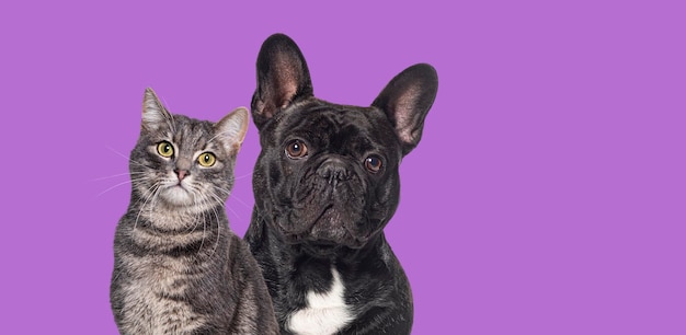 Black french bulldog and tabby cat sitting together and looking at the camera Isolated on purple