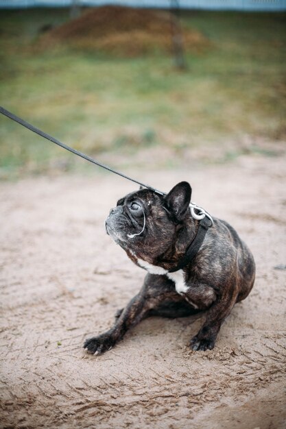 black french bulldog walking in cold weather