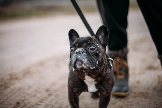 black french bulldog walking in cold weather