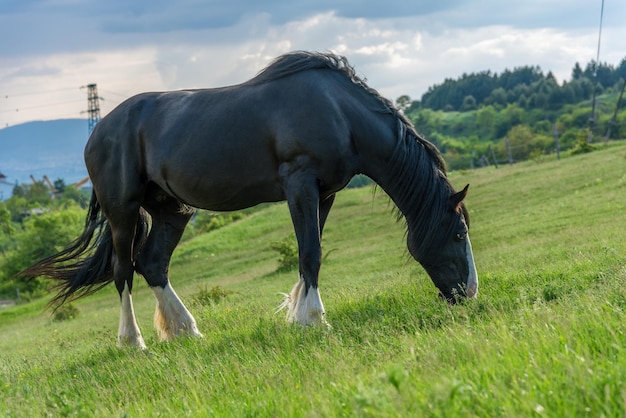 Photo black friesian horse on clovers meadow